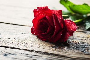 Red Rose Day