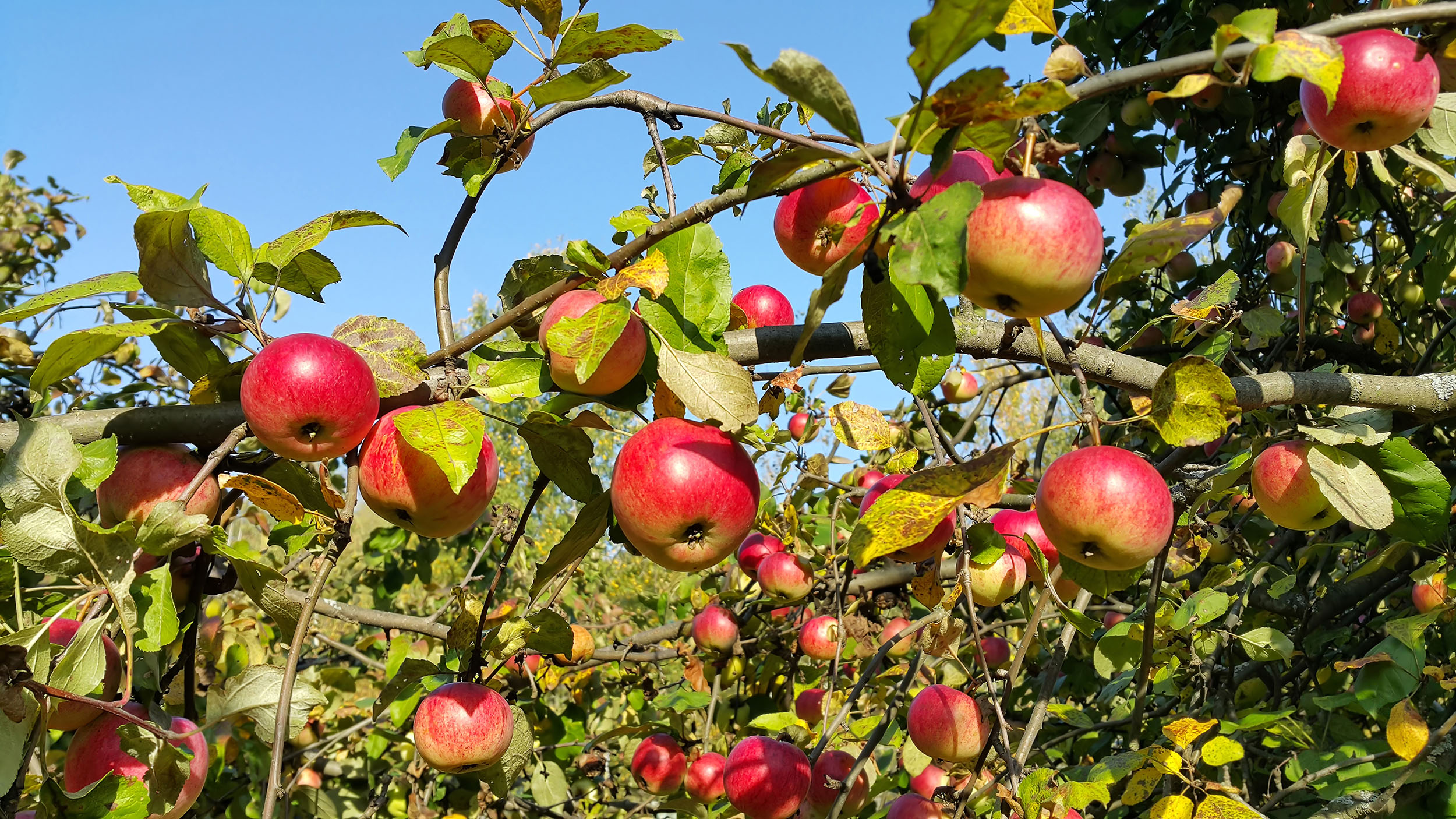 Apple Tree Day