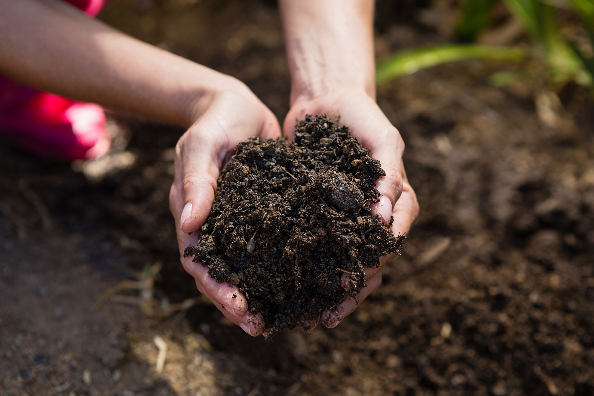 International Mud Day