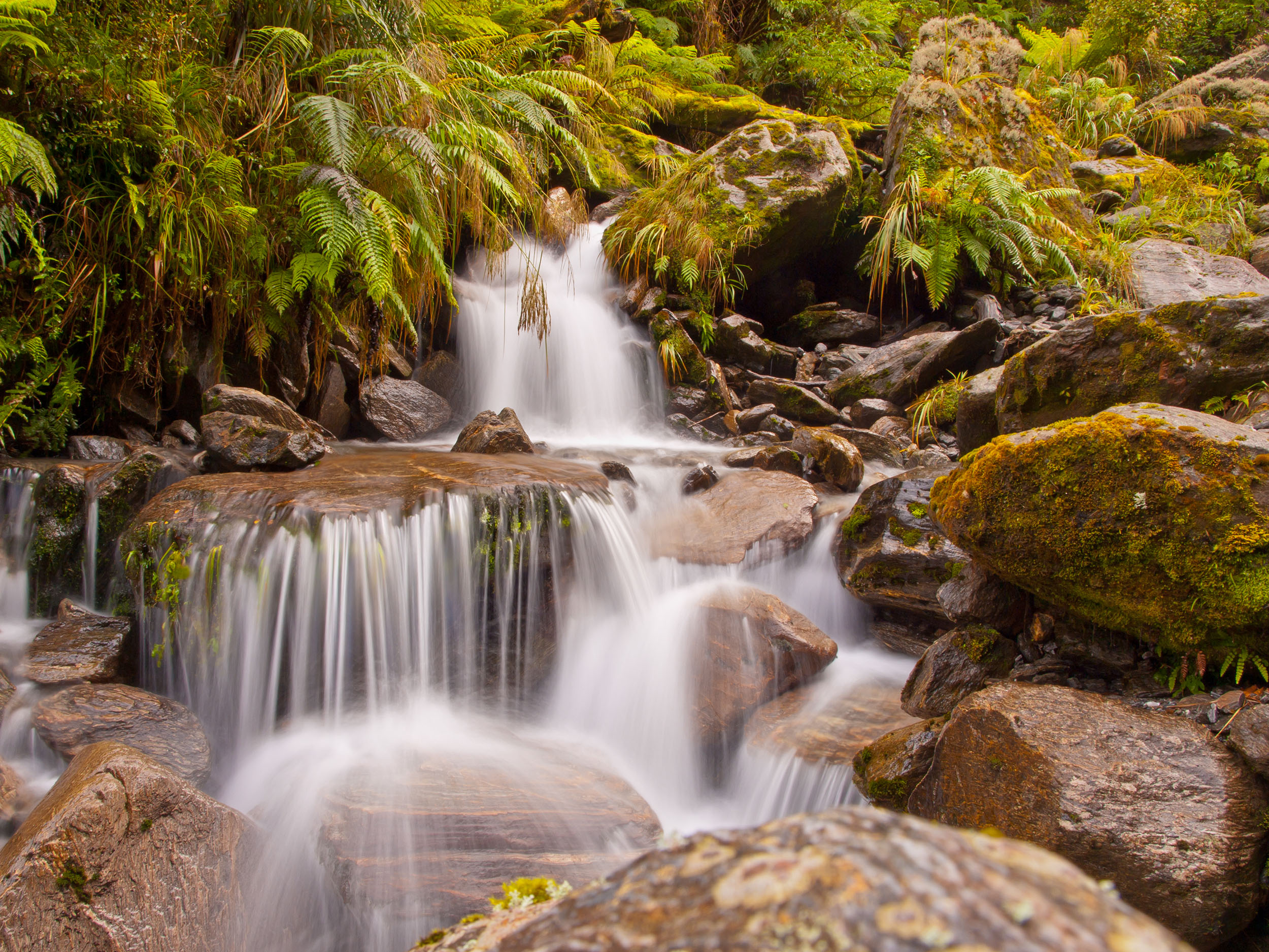 World Rainforest Day