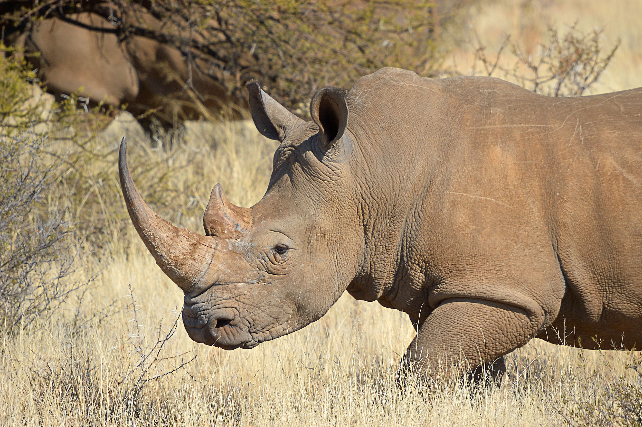 World Rhino Day Social Media Events