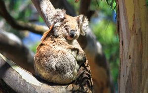 national day of Australia