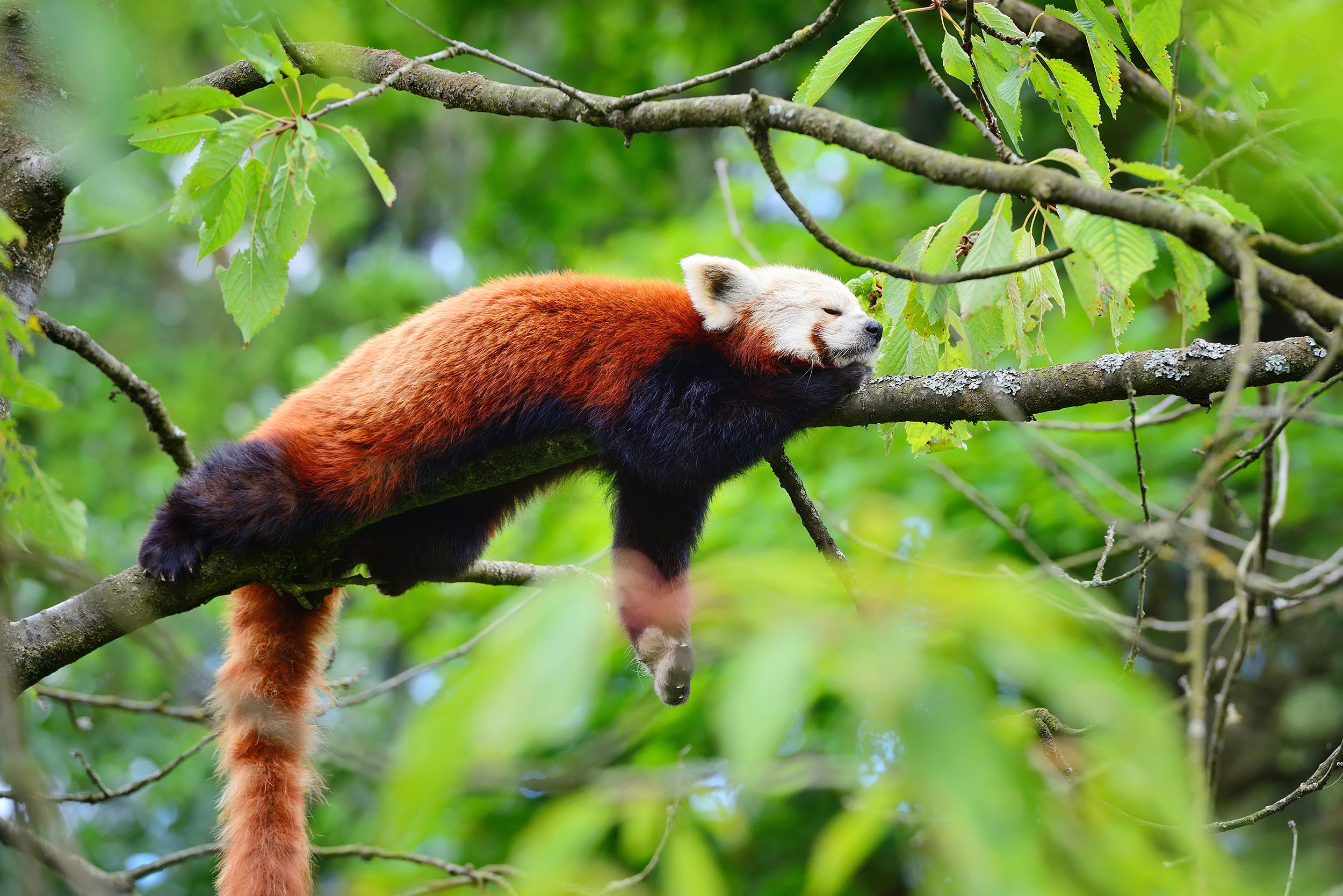 International Red Panda Day Social Media Events