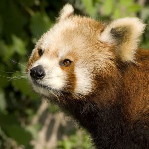 International Red Panda Day