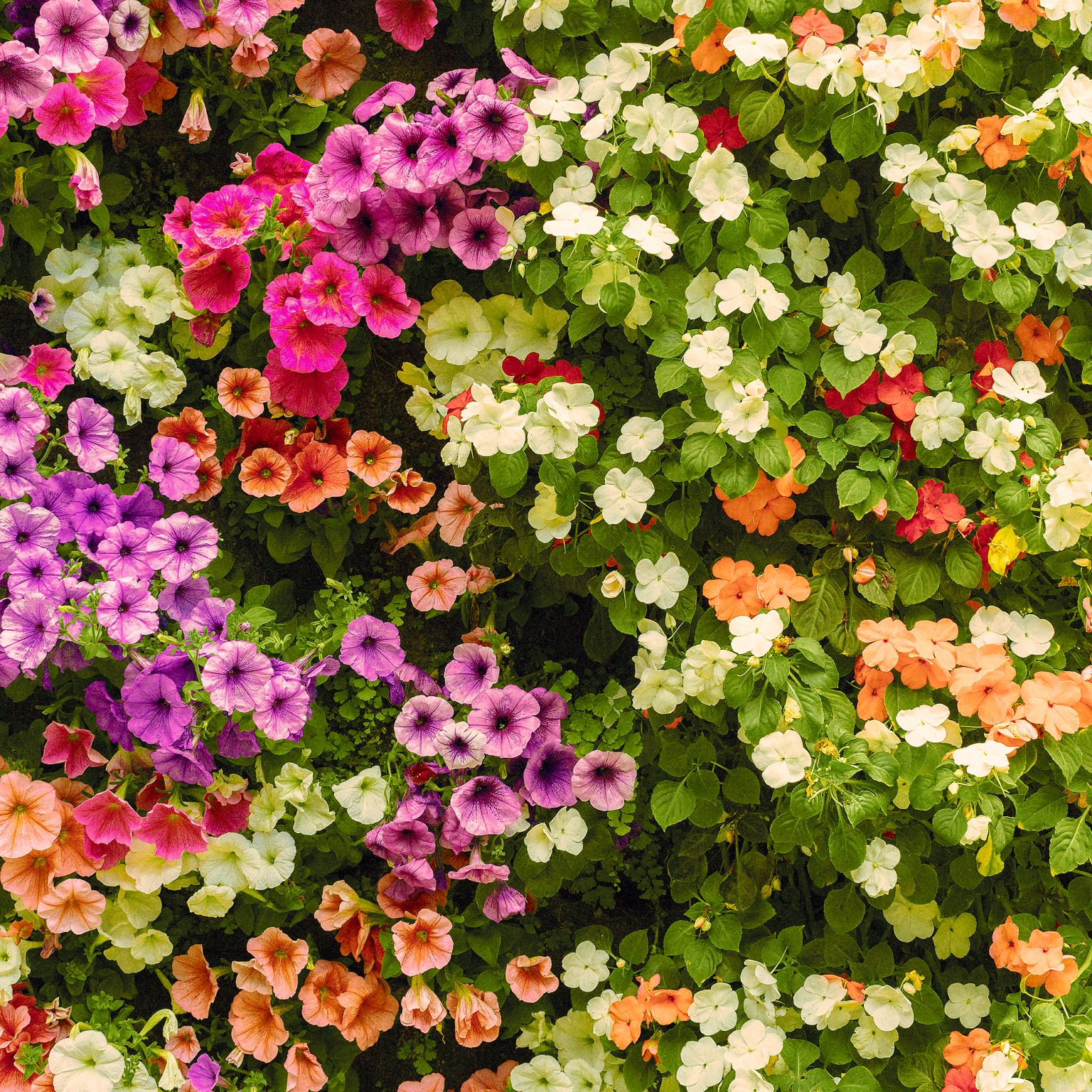 Floral Design Day Social Media Events