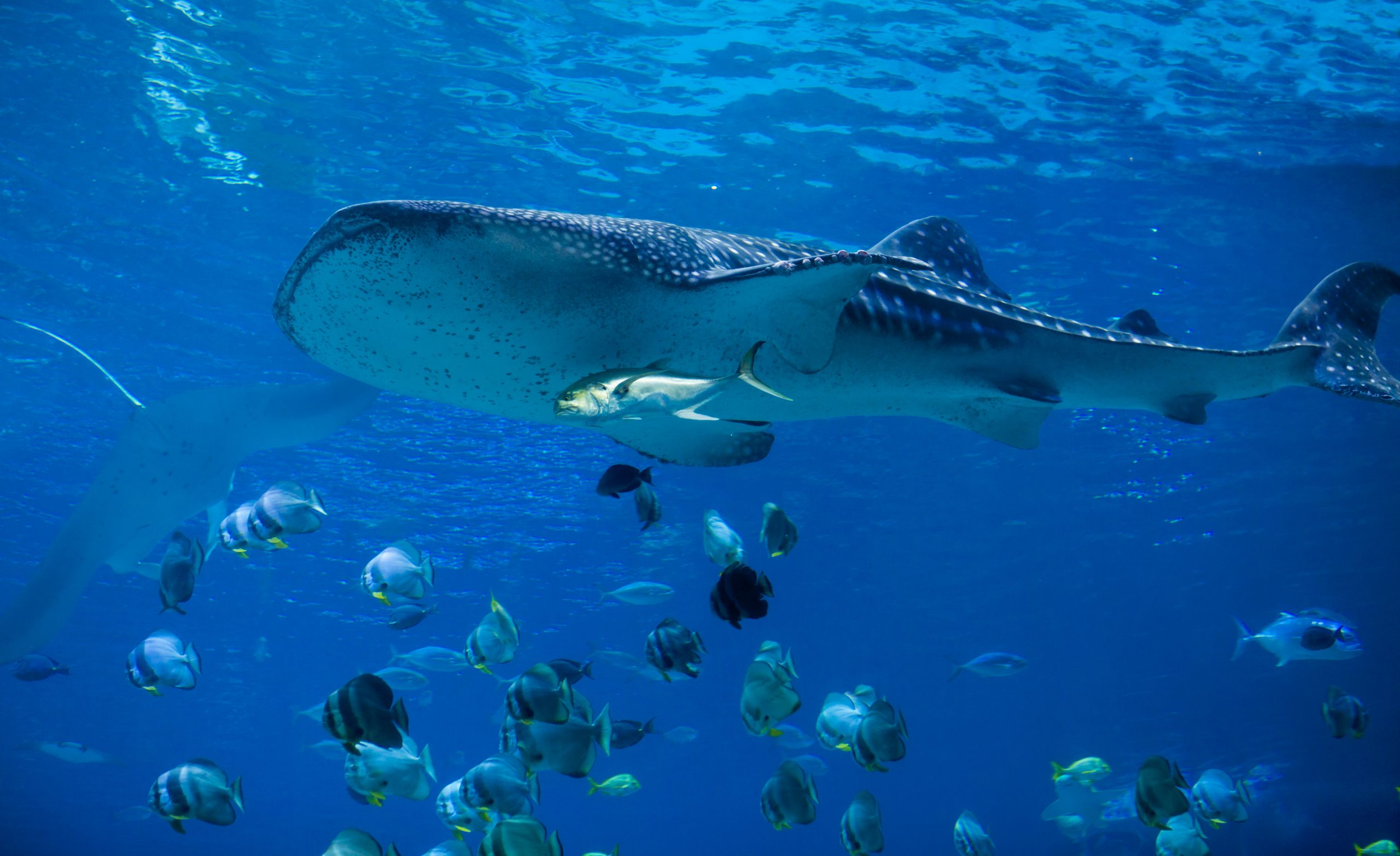 International Whale Shark Day