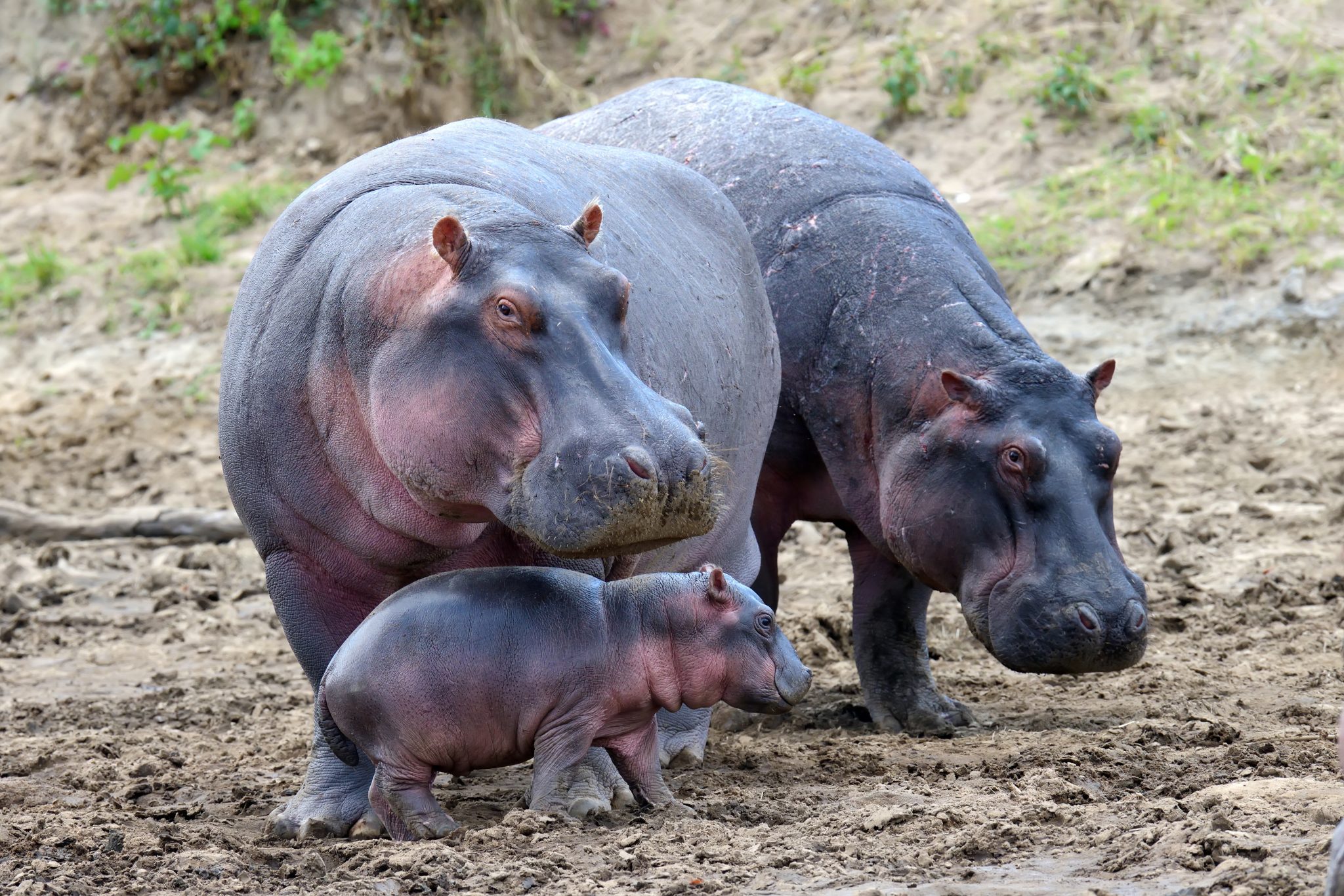 World Hippo Day Social Media Events