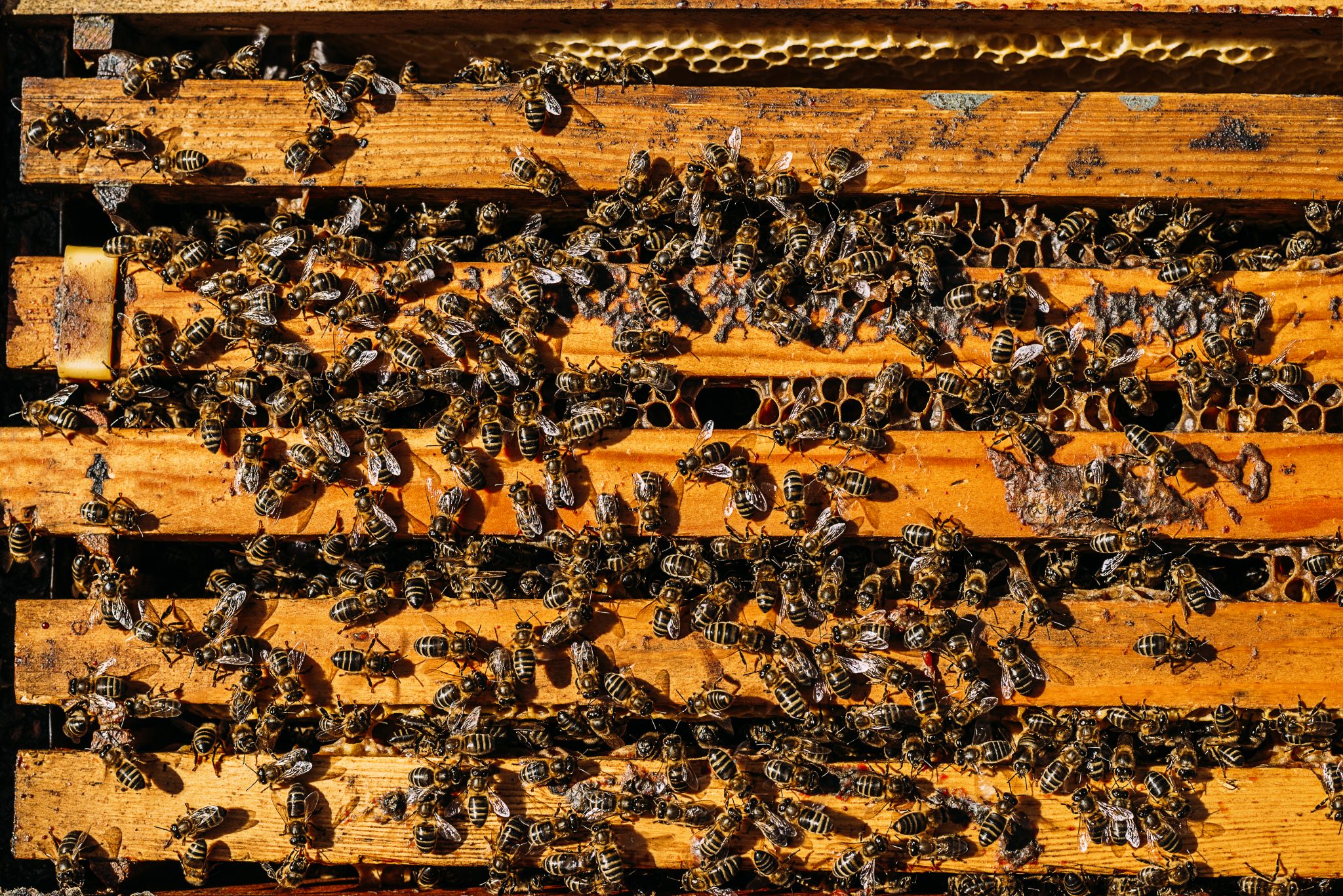 World Honey Bee Day Social Media Events